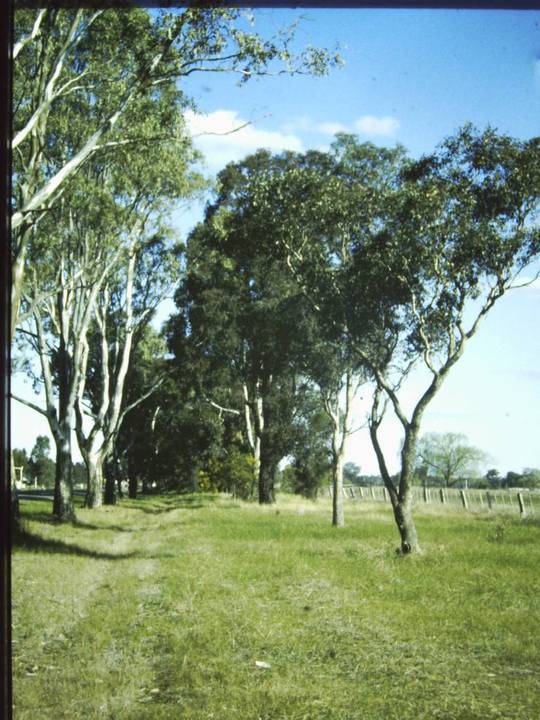 T1115 Eucalyptuys Spp.