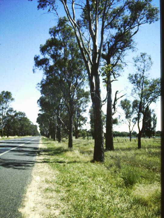 T1115 Eucalyptuys Spp.