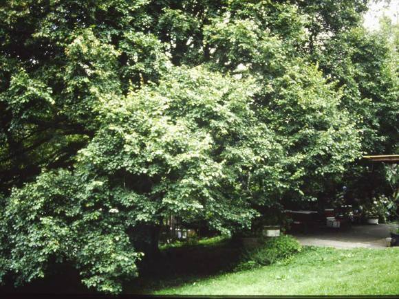 T11129 Tilia cordata