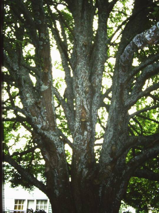 T11129 Tilia cordata