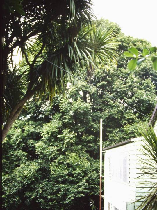 T11129 Tilia cordata