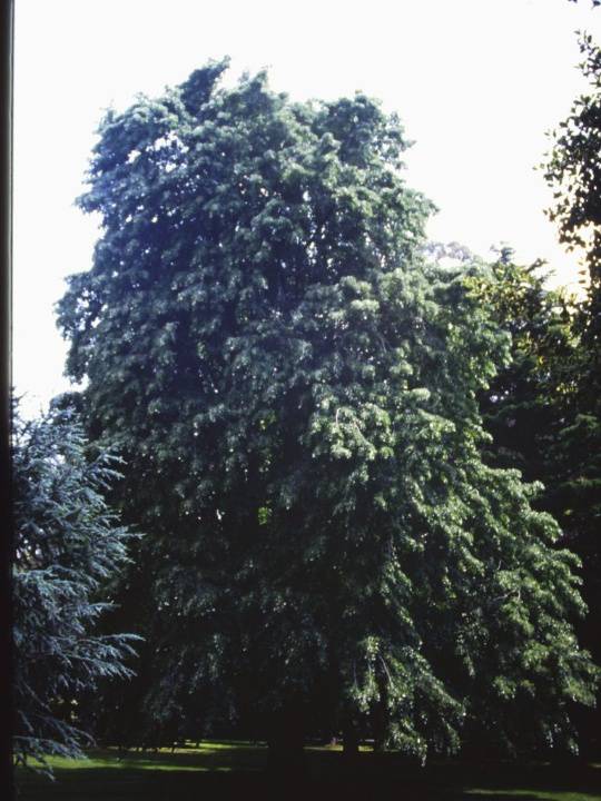 T11130 Tilia tomentosa 