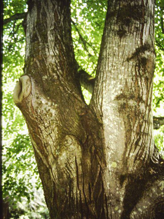 T11130 Tilia tomentosa 