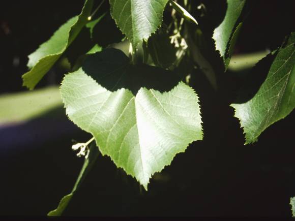 T11130 Tilia tomentosa 