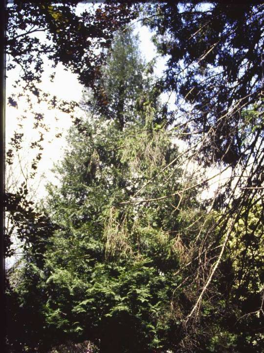 T11131 Thuja occidentalis