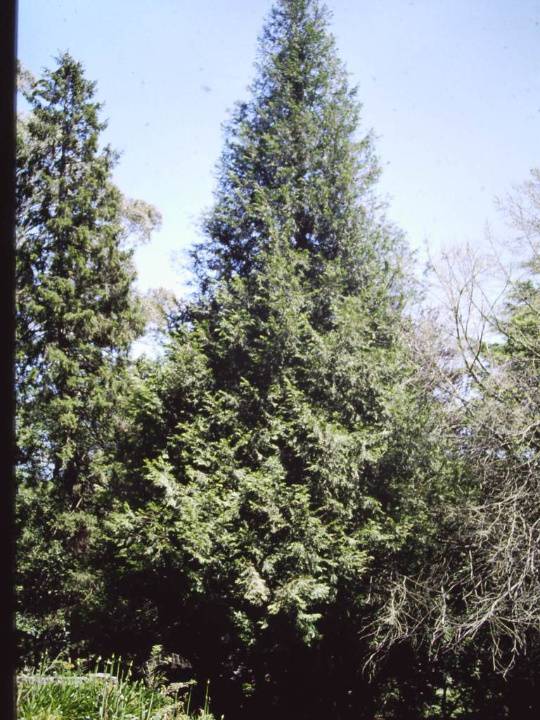 T11131 Thuja occidentalis