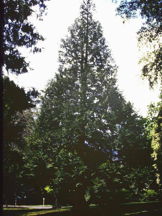 T11131 Thuja occidentalis