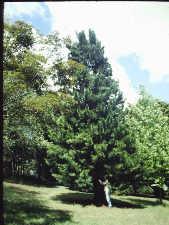 T11135 Sciadopitys verticillata