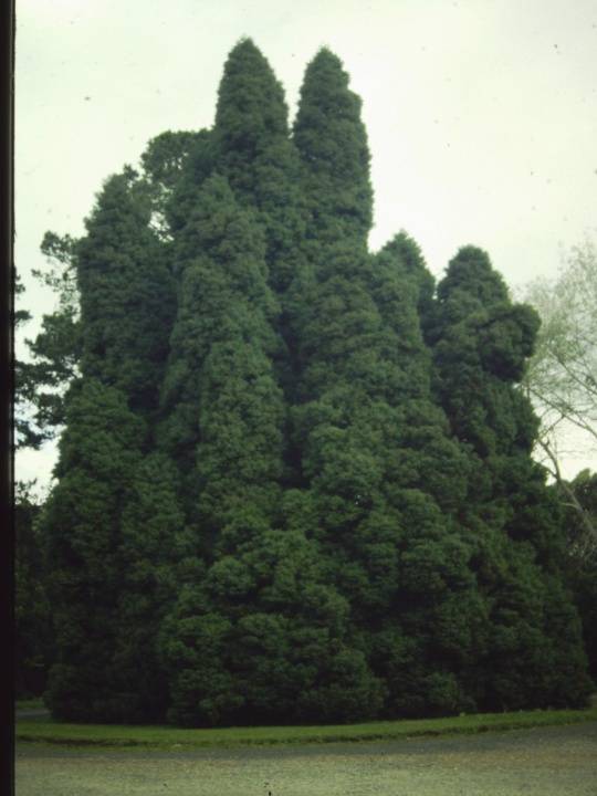 T11136 Cryptomeria japonica ''Elegans''