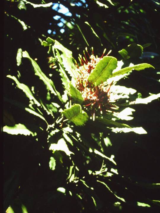 T11138 Knightia excelsia