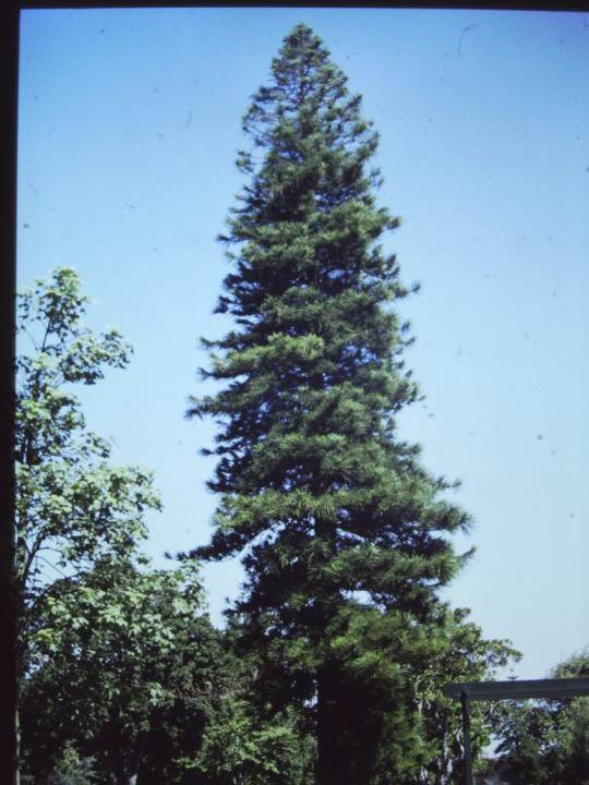 T11142 Auracaria columnaris