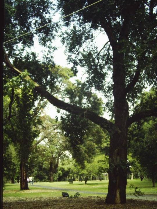 T11151 Ulmus pumila