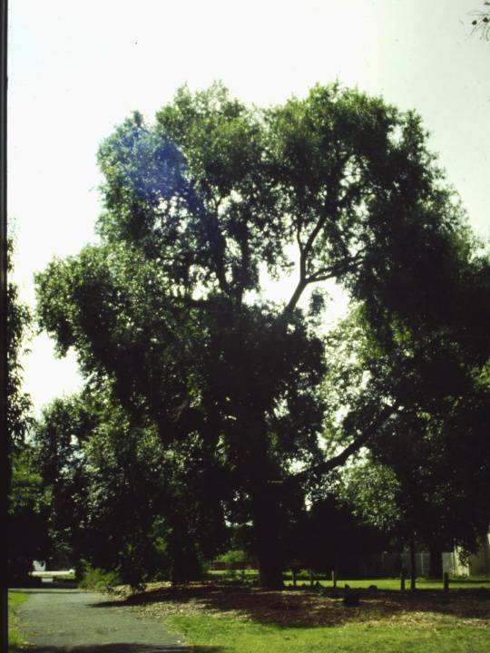 T11151 Ulmus pumila