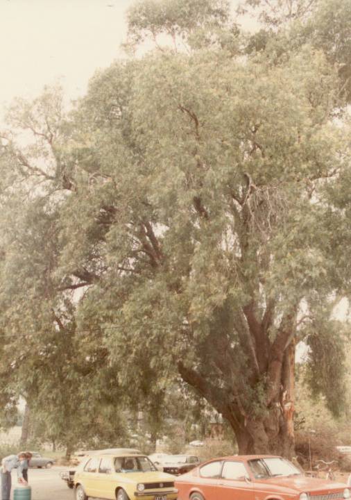 T11284 Schinus areira