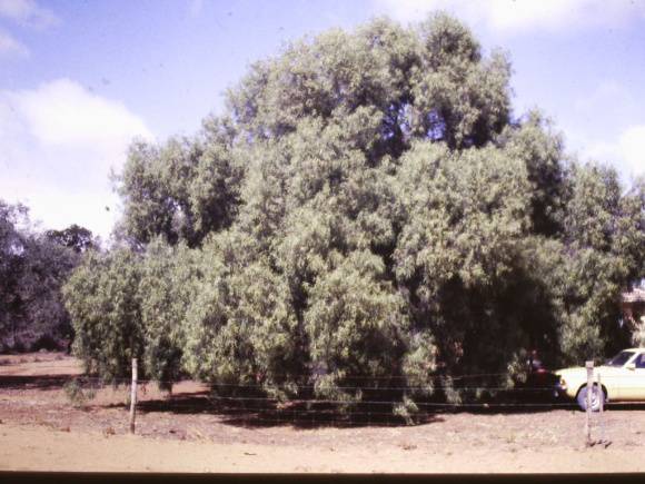 T11164 Geijera parvifolia