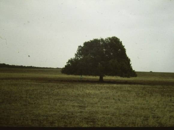 T11164 Geijera parvifolia