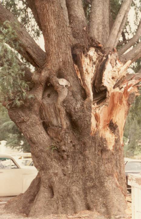 T11284 Schinus areira