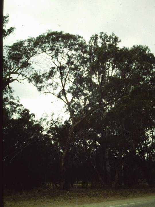 T11166 Eucalyptus porosa