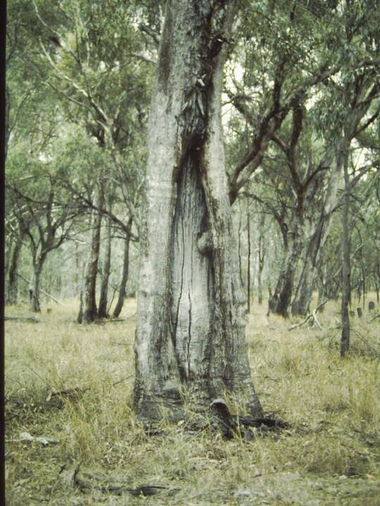 T11167 Eucalyptus microcarpa