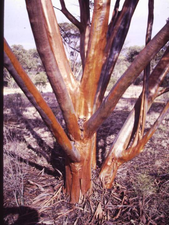 T11169 Eucalyptus diptera
