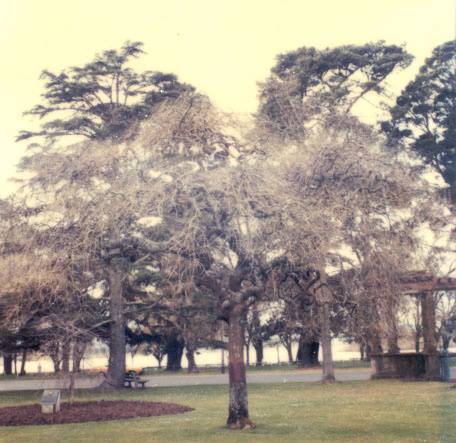 T11302 Sophora japonica
