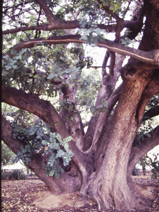 T11172 Ceratonia siliqua
