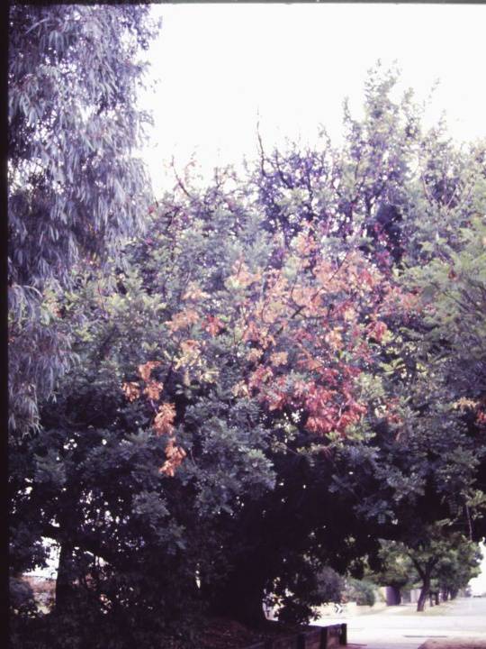 T11172 Ceratonia siliqua