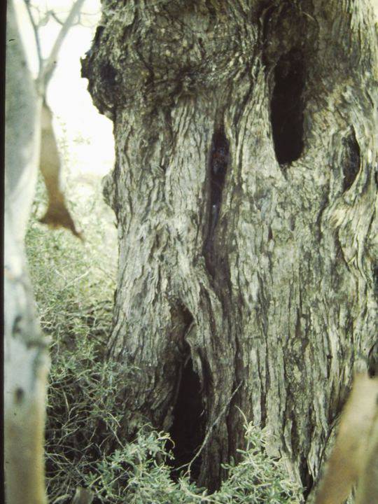 T11173 Eucalyptus socialis trunk