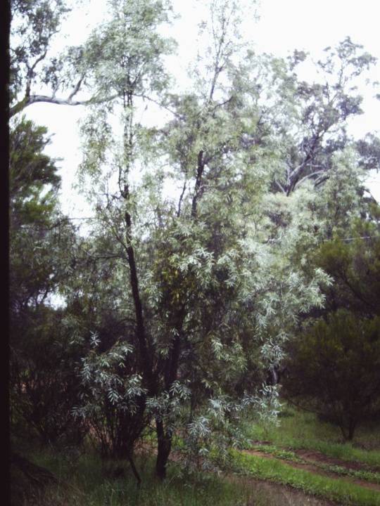 T11174 Santalum lanceolatum