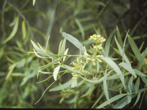 T11174 Santalum lanceolatum