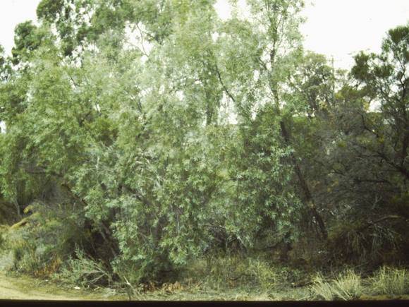 T11174 Santalum lanceolatum