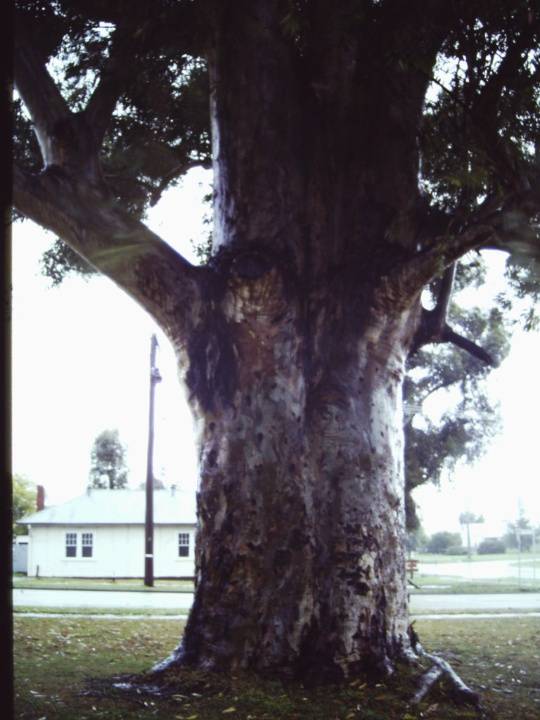 T11176 Eucalyptus cladocalyx