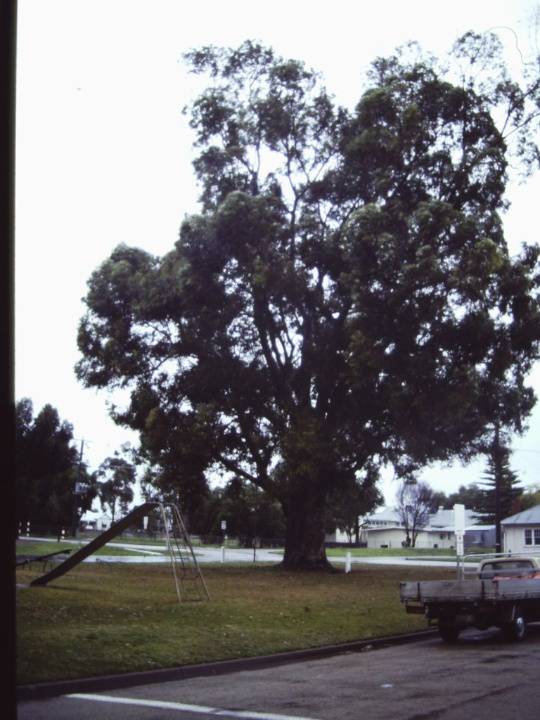T11176 Eucalyptus cladocalyx