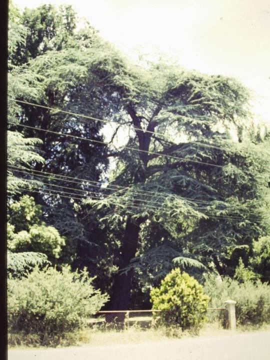 T11179 Cedrus altantica f glauca