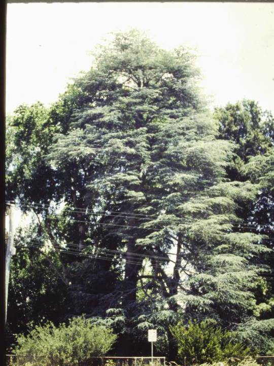 T11180 Cedrus atlantica 'fastigiata''