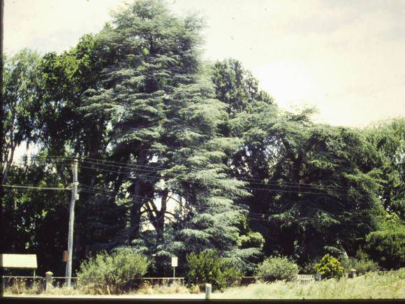 T11180 Cedrus atlantica 'fastigiata''
