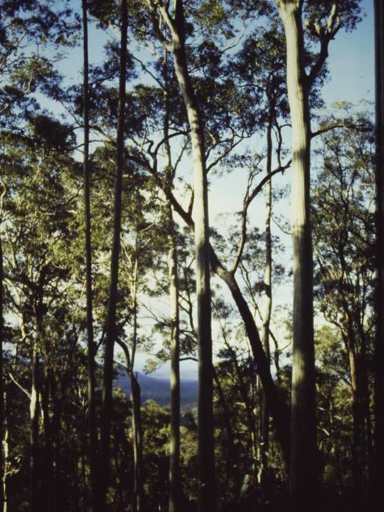 T11186 Corymbia maculata