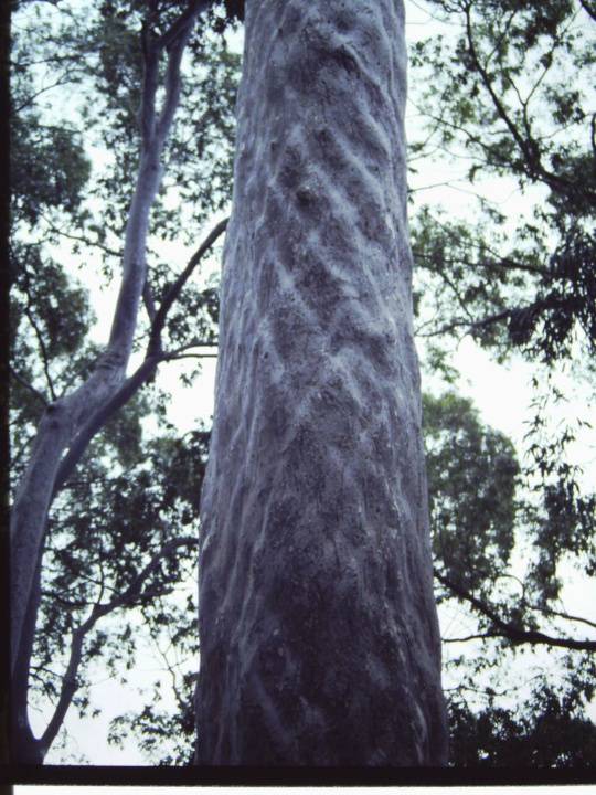 T11186 Corymbia maculata 