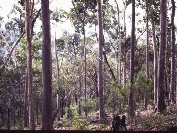 T11186 Corymbia maculata
