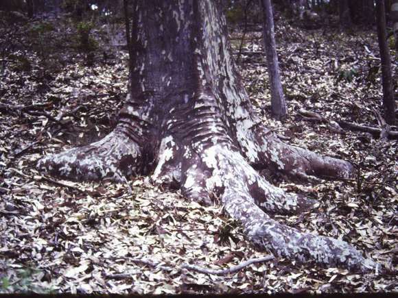 T11186 Corymbia maculata
