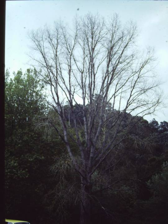 T11187 Populus deltoides