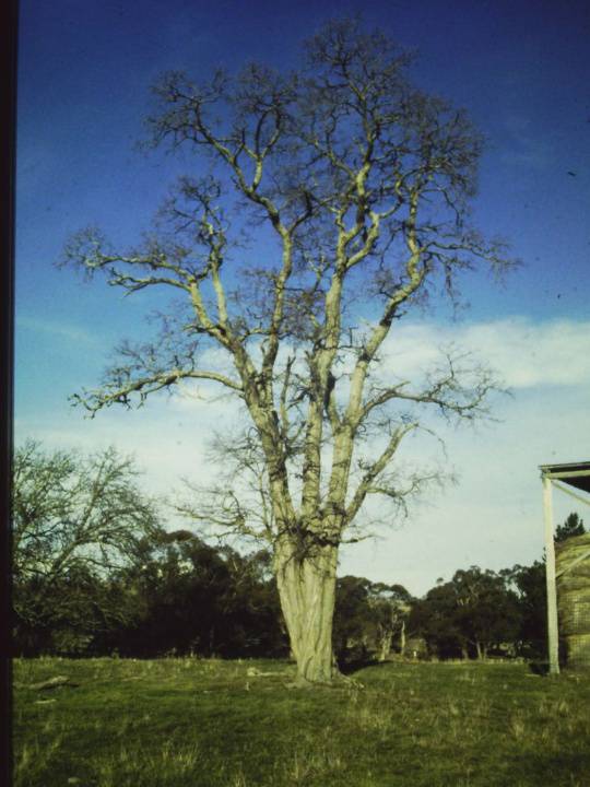 T11192 Robinia pseudoacacia
