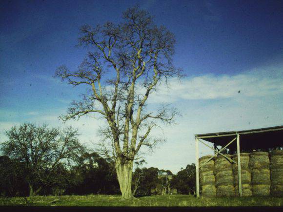 T11192 Robinia pseudoacacia