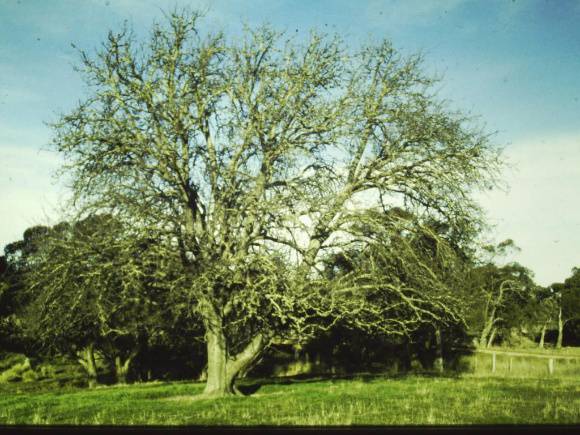 T11193 Pyrus communis