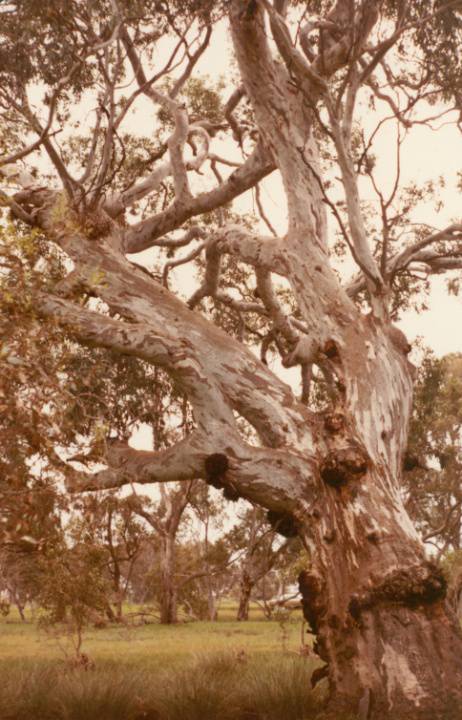 T11273 Eucalyptus camaldulensis