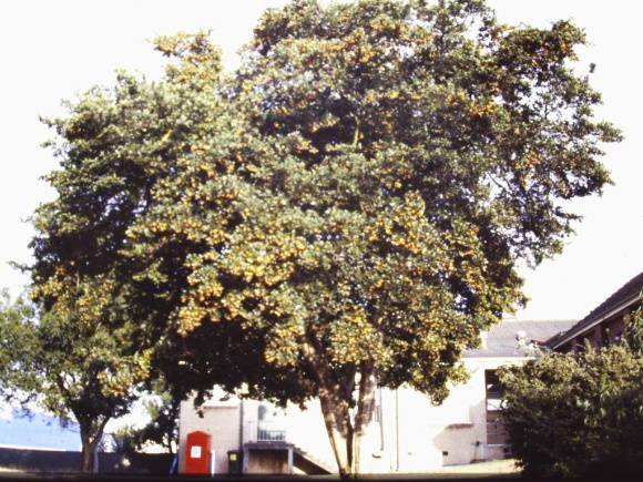 T11195 Crataegus azarolus
