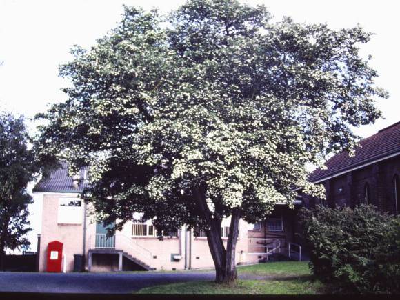 T11195 Crataegus azarolus