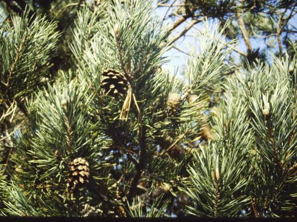 T11196 Pinus sylvestris