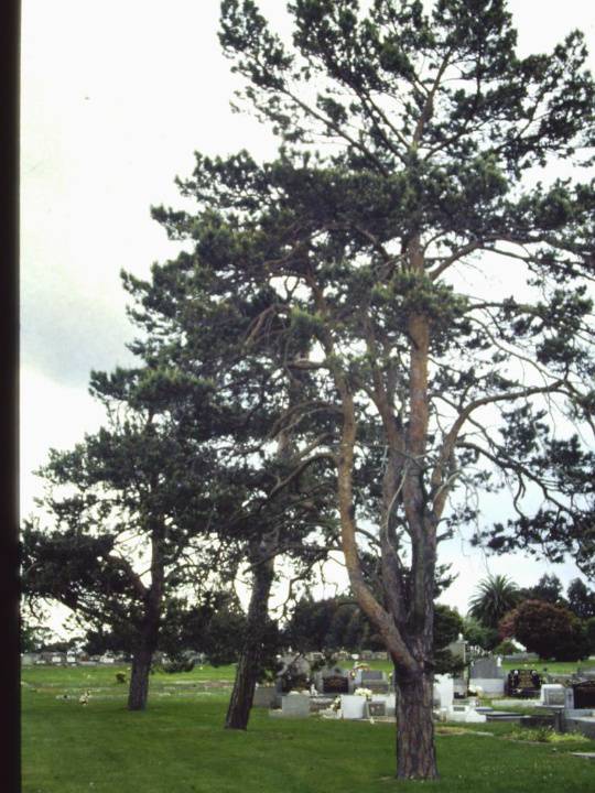 T11196 Pinus sylvestris