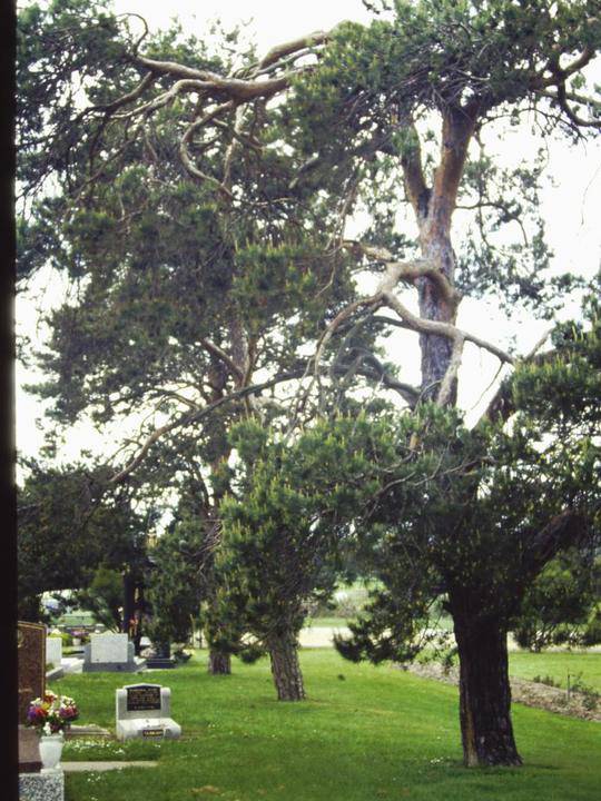 T11196 Pinus sylvestris